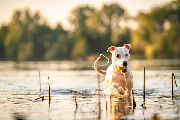 Pit Bull Terrier Swims Plays Water Lake — Foto Stock