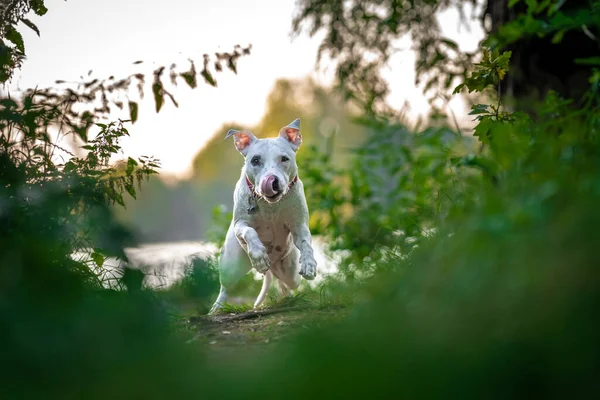 Pit Bull Terrier Runs Forest Path Grass Trees — Foto Stock