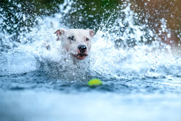 pit bull terrier swims and plays in the water in the lake.