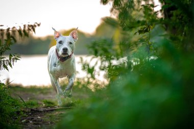 pit bull terrier runs along a forest path between grass and trees.