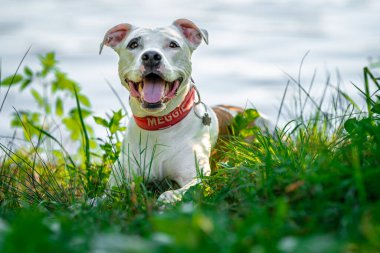 pit bull terrier on the shore of the lake, dog in nature at sunset.