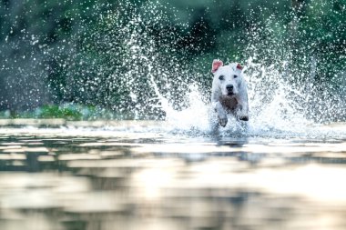 pit bull terrier swims and plays in the water in the lake.