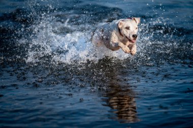 the pit bull terrier jumps into the water and scatters the drops around.