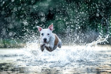 pit bull terrier swims and plays in the water in the lake.