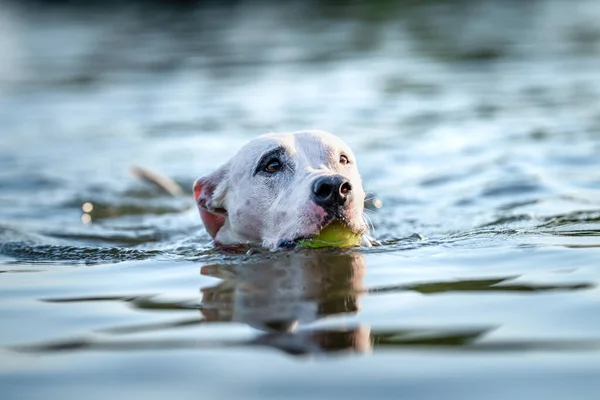 pit bull terrier swims and plays in the water in the lake.