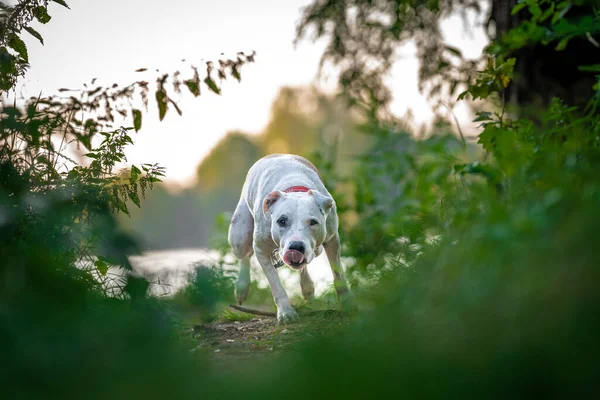 pit bull terrier runs along a forest path between grass and trees.
