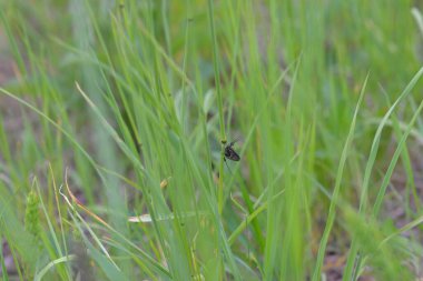 Yalnız siyah güve bir çimen yaprağının üzerinde duruyor.