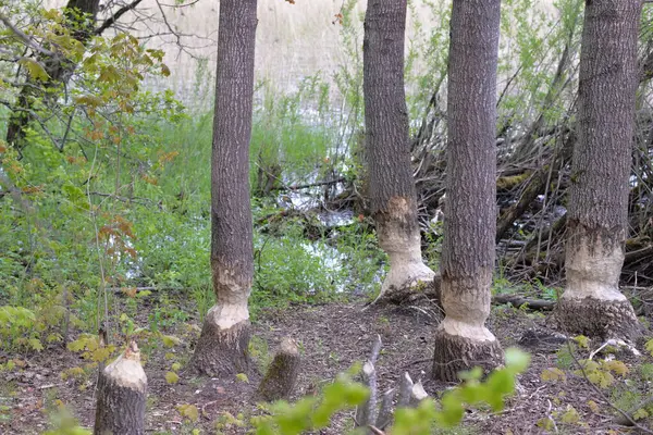 Los Castores Comieron Troncos Árboles Cerca Del Río — Foto de Stock