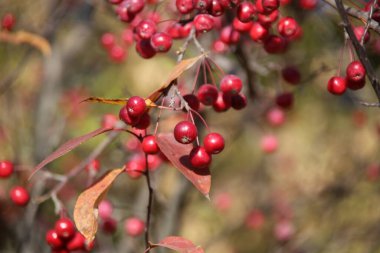 Sonbaharda Çin elma ağacının kırmızı meyveleri