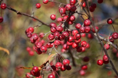 Sonbaharda Çin elma ağacının kırmızı meyveleri
