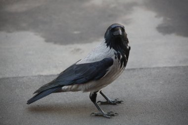 Gri asfalt üzerinde gri Moskova kargası