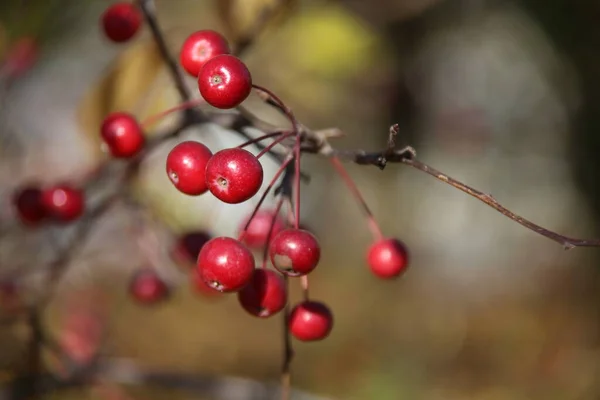 Червоні Плоди Китайського Яблуні Восени — стокове фото