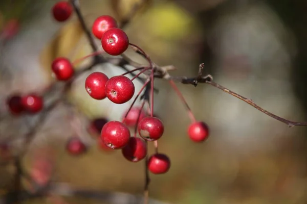 Frutos Rojos Del Manzano Chino Otoño — Foto de Stock