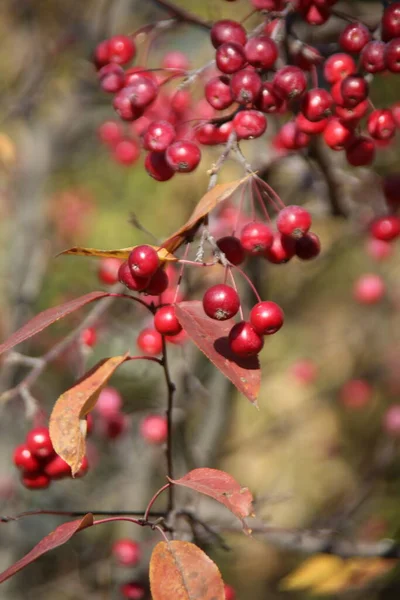 Frutos Rojos Del Manzano Chino Otoño —  Fotos de Stock