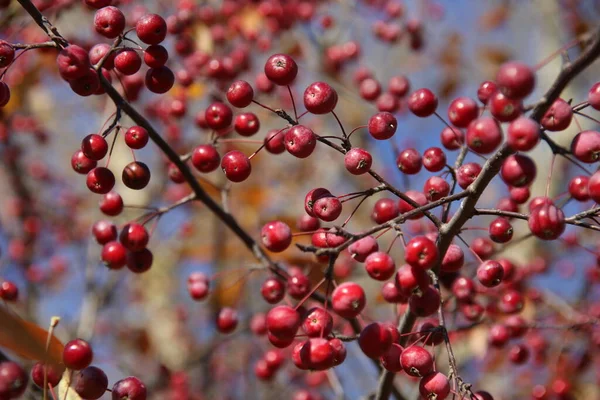 Червоні Плоди Китайського Яблуні Восени — стокове фото
