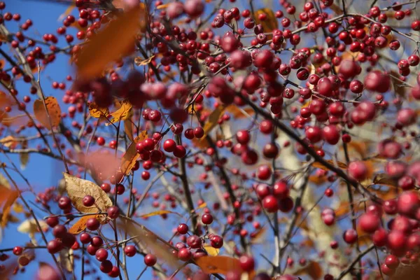 Frutos Rojos Del Manzano Chino Otoño —  Fotos de Stock