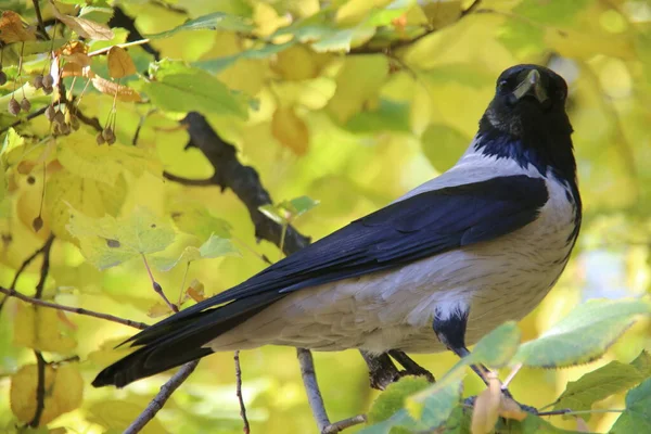 Gray Crow Background Yellow Leaves — Stock Photo, Image