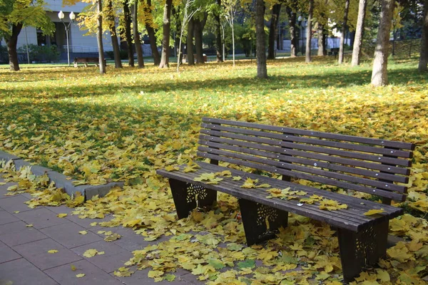 Sonbahar parkında sabah bankı