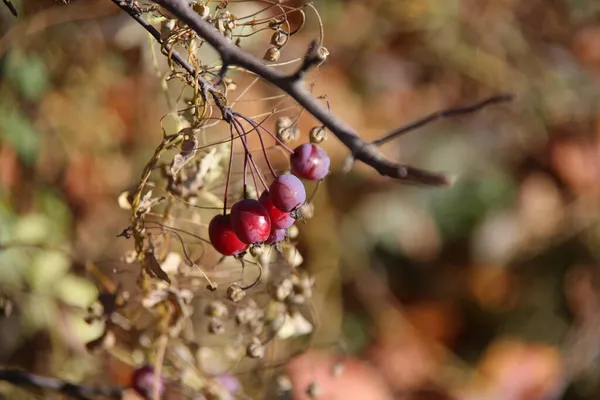 Red Berries Frost — Stock Photo, Image