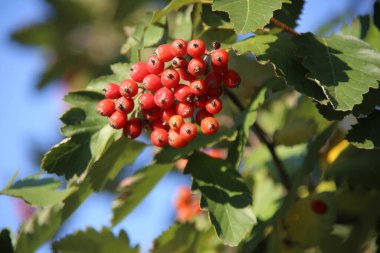 Güneşli sonbahar ışığında bir diken.