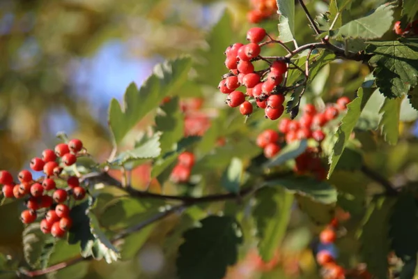 Las Bayas Del Espino Árbol Otoño — Foto de Stock