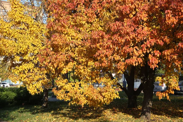 Pear Tree Sunlight Park — Stock Photo, Image