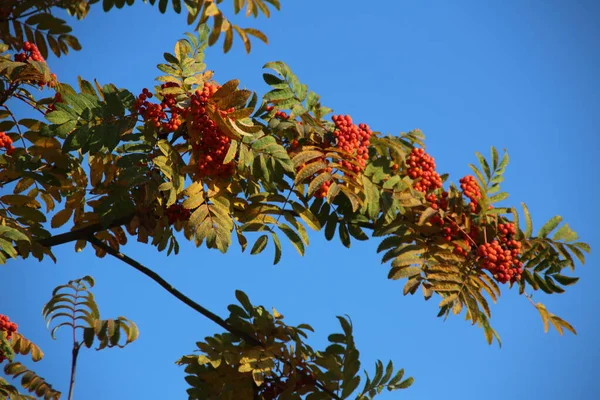 青い空を背景に明るいローワンの枝が — ストック写真