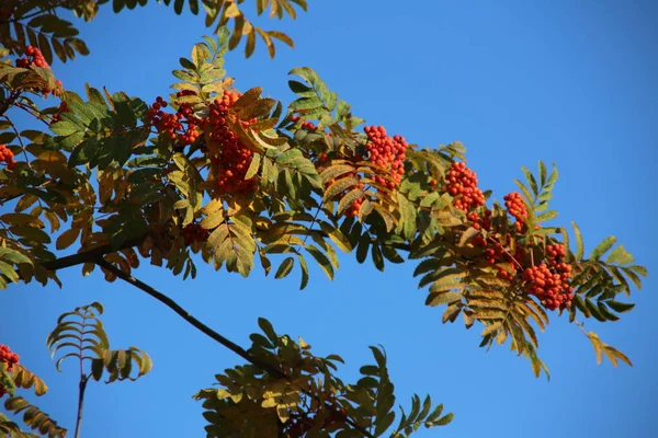 Una Rama Rowan Brillante Sobre Fondo Azul Del Cielo — Foto de Stock