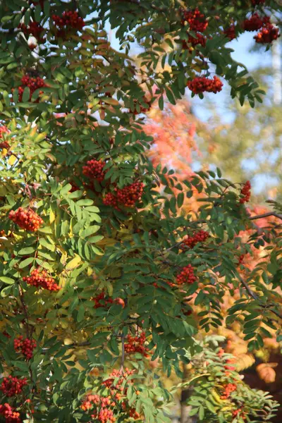Escovas Pesadas Frutos Rowan Galhos Árvore — Fotografia de Stock