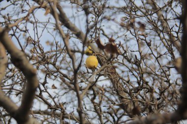 Çıplak dalların arasındaki son armut.