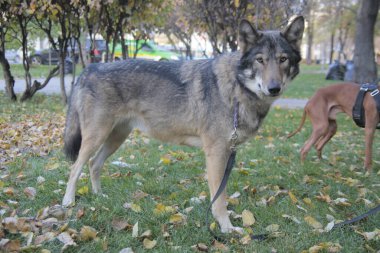 Moskova meydanlarında yürüyen bir kurt.