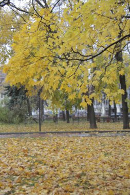 Sarı akçaağaç yağmurlu sonbaharda