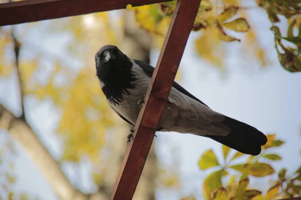 Oiseau Curieux Sur Fond Des Feuilles Automne — Photo