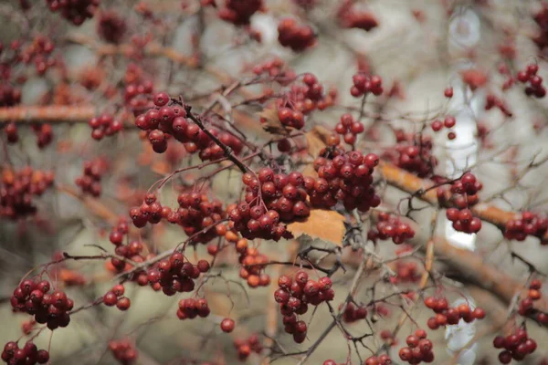 Ağacın dallarındaki viburnum meyvelerinin bolluğu.
