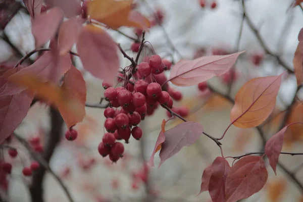 Червона Китайська Яблуня Парку — стокове фото