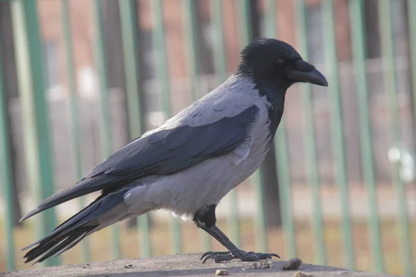 Klassisk Urban Grå Kråka Morgonen — Stockfoto