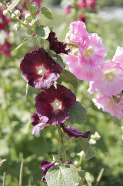 Güneşli bir günde mallow inflorescences
