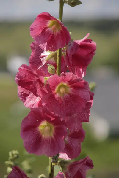 Güneşli bir günde mallow inflorescences