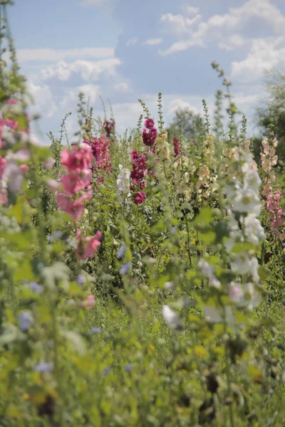 Güneşli bir günde mallow inflorescences