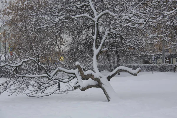 Árbol Torcido Nieve —  Fotos de Stock