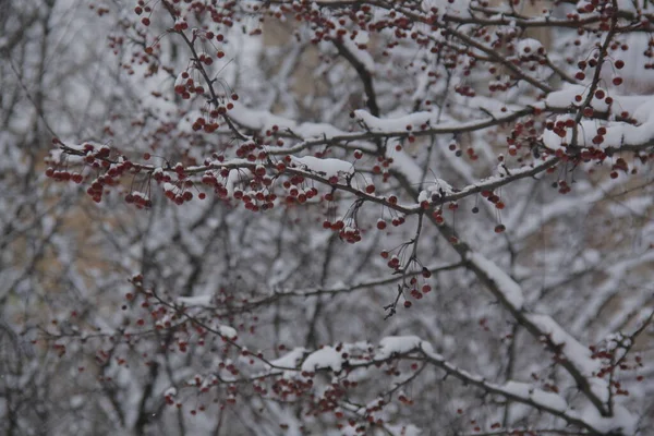 Branches Aux Nombreux Fruits Rouges Pommier Chinois Parsemées Neige — Photo