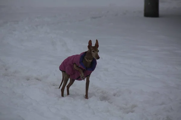 Kar yağdıktan sonra kirli yollarda yürüyen donmuş bir köpek.