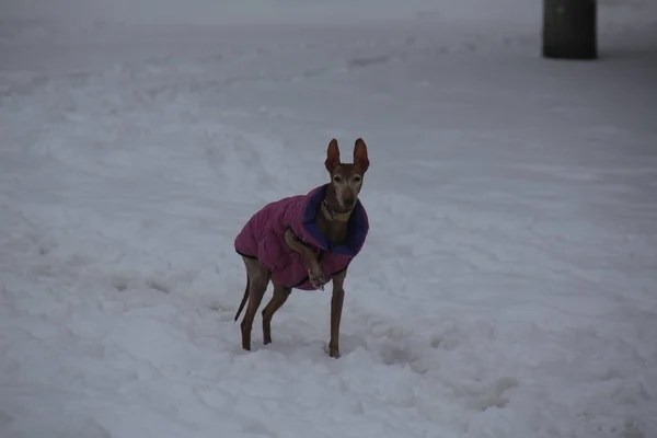 Kar yağdıktan sonra kirli yollarda yürüyen donmuş bir köpek.