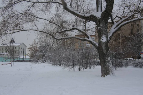 Velho Álamo Coberto Neve Parque Cidade Inverno — Fotografia de Stock