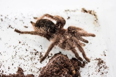 Tliltocatl albopilosus ya da Brachypelma albopilosum, tarantula türünün bir türüdür. Lakapları kıvırcık saçlı tarantulalar..