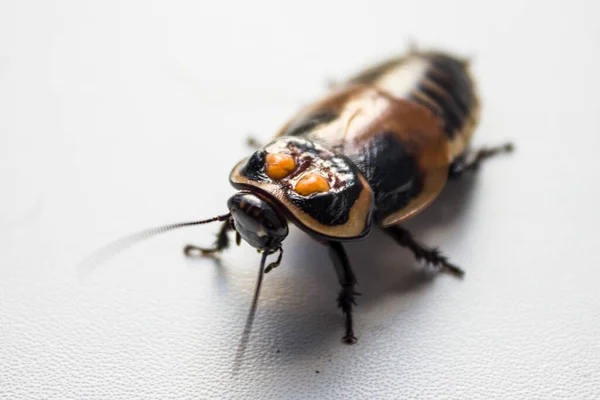 Cucaracha con manchas naranjas. Lucihormetica verrucosa es una especie de cucaracha de la familia Blaberidae.. — Foto de Stock