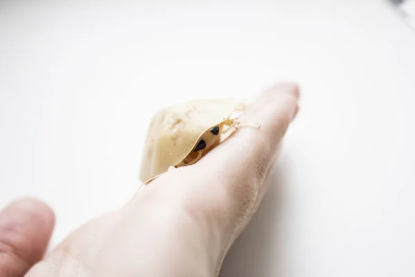 Archimandrita tesselata is een zoogdier uit de familie van de kakkerlakken (Blaberidae). Wit na het ruien. — Stockfoto