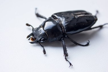 Boynuzsuz dişi geyik böceği. Lucanus cervus, Avrupa 'nın en bilinen erkek böcek türü Lucanidae familyasından bir böcektir. Kırmızı Liste.