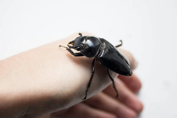 Hornlös kvinnlig svensexa. Lucanus cervus, den europeiska kronhjortskalbaggen, är en av de mest kända arterna av kronhjortskalbaggar i Västeuropa. Röd lista. — Stockfoto