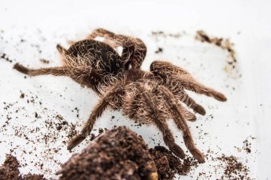 Tliltocatl albopilosus ya da Brachypelma albopilosum, tarantula türünün bir türüdür. Lakapları kıvırcık saçlı tarantulalar..